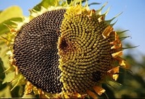 آشنایی با توليد بذر هيبريد آفتابگردان (قسمت دوم)