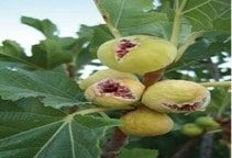 آشنایی با کاربرد پوشش توری (سایبان) در پرورش انجیر (قسمت اول)