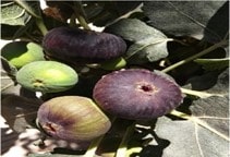 آشنایی با کاربرد پوشش توری (سایبان) در پرورش انجیر (قسمت دوم)