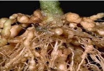 آشنایی با مدیریت نماتد ریشه‌گرهی در باغات پسته با استفاده از پسماندهای کشاورزی